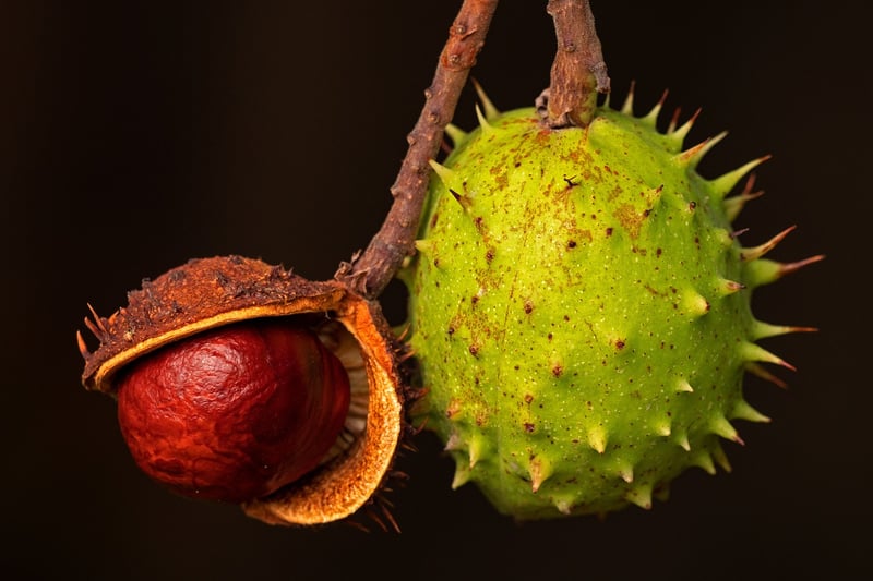 Fruit Pairing